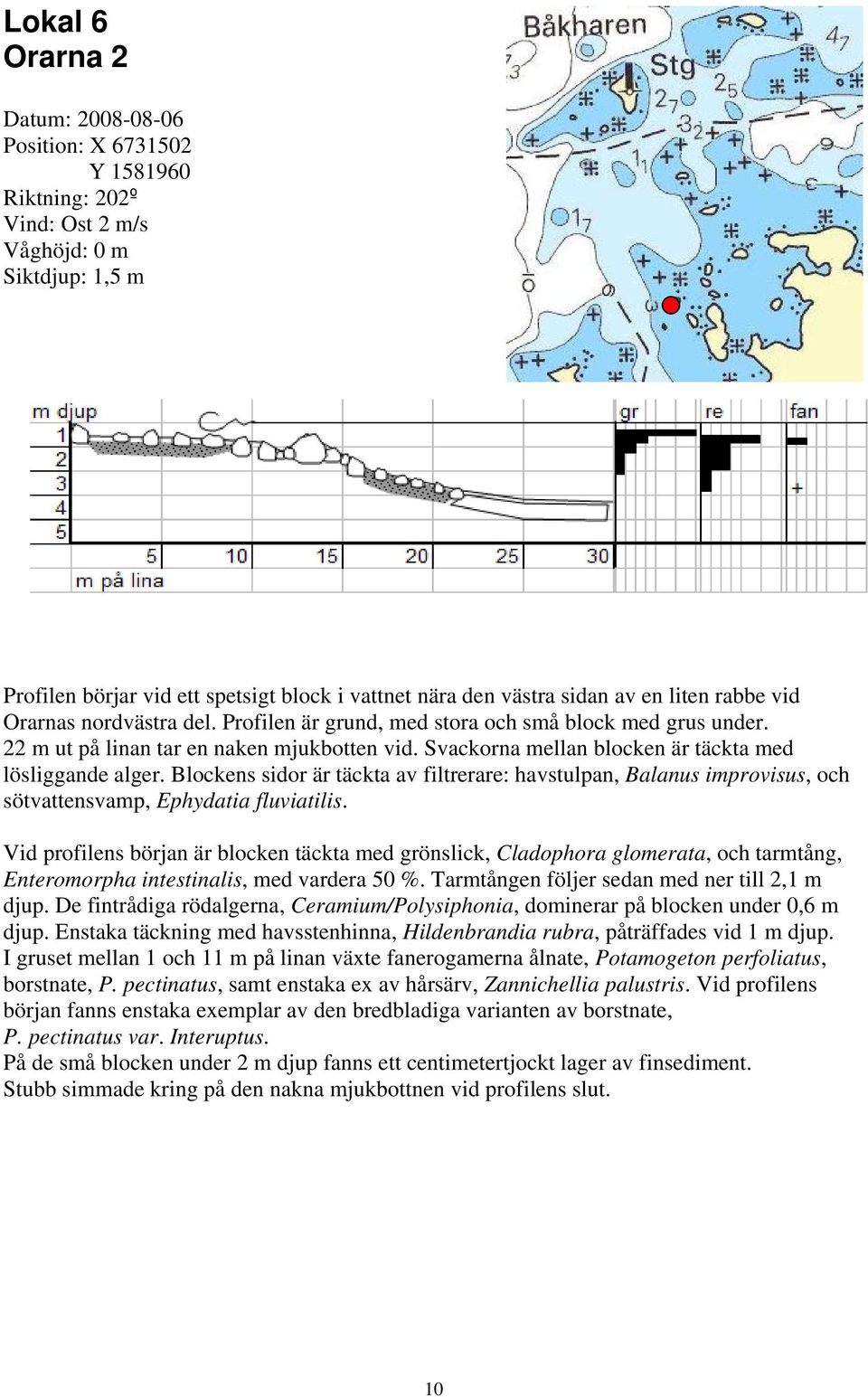 Svackorna mellan blocken är täckta med lösliggande alger. Blockens sidor är täckta av filtrerare: havstulpan, Balanus improvisus, och sötvattensvamp, Ephydatia fluviatilis.