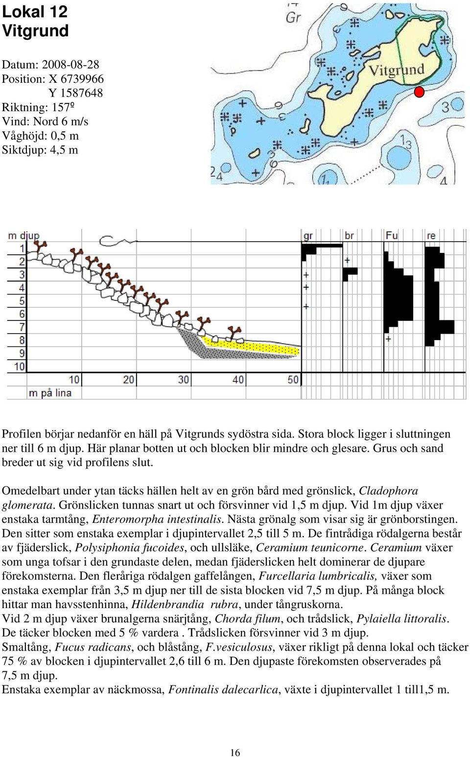 Omedelbart under ytan täcks hällen helt av en grön bård med grönslick, Cladophora glomerata. Grönslicken tunnas snart ut och försvinner vid 1,5 m djup.