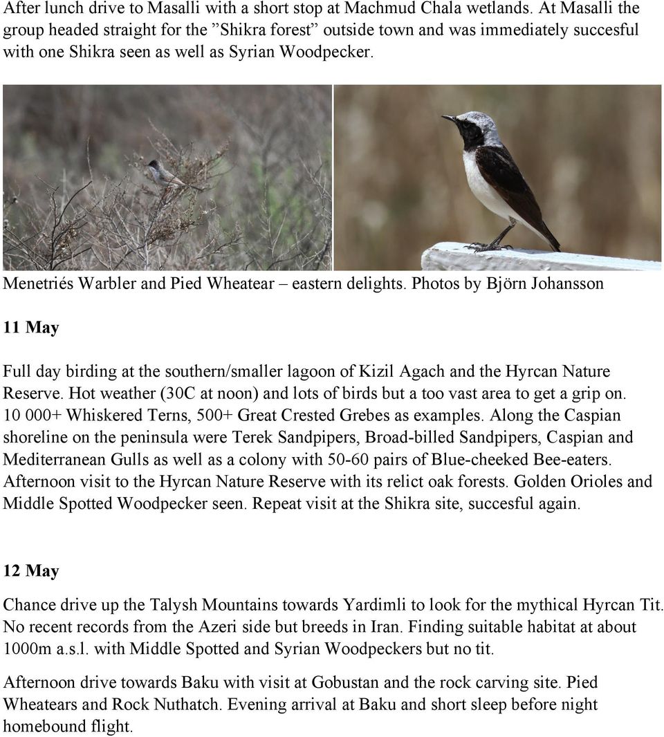 Menetriés Warbler and Pied Wheatear eastern delights. Photos by Björn Johansson 11 May Full day birding at the southern/smaller lagoon of Kizil Agach and the Hyrcan Nature Reserve.