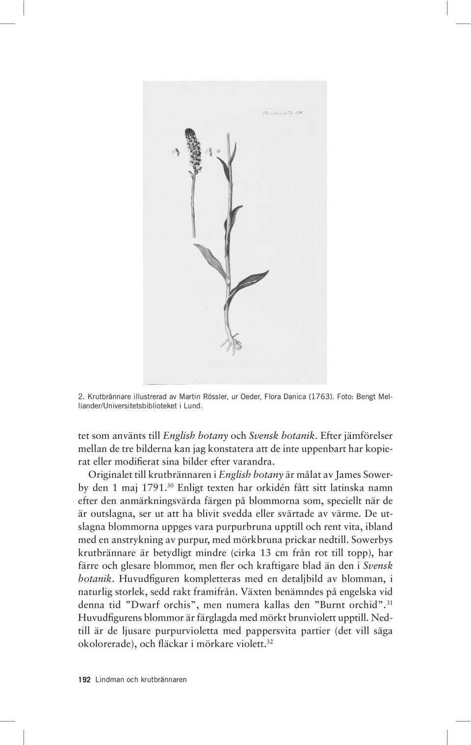 Originalet till krutbrännaren i English botany är målat av James Sowerby den 1 maj 1791.