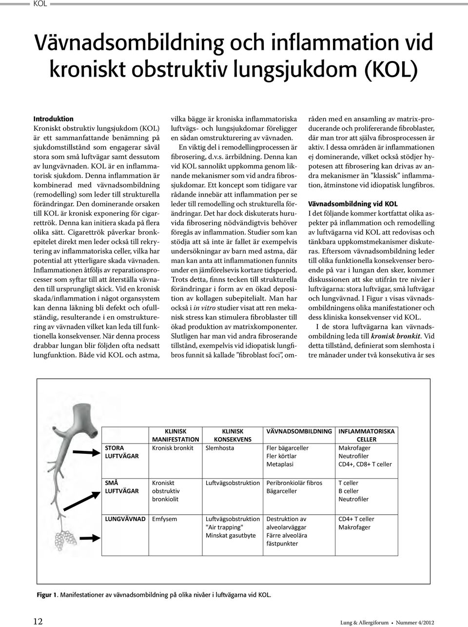 Denna inflammation är kombinerad med vävnadsombildning (remodelling) som leder till strukturella förändringar. Den dominerande orsaken till KOL är kronisk exponering för cigarrettrök.