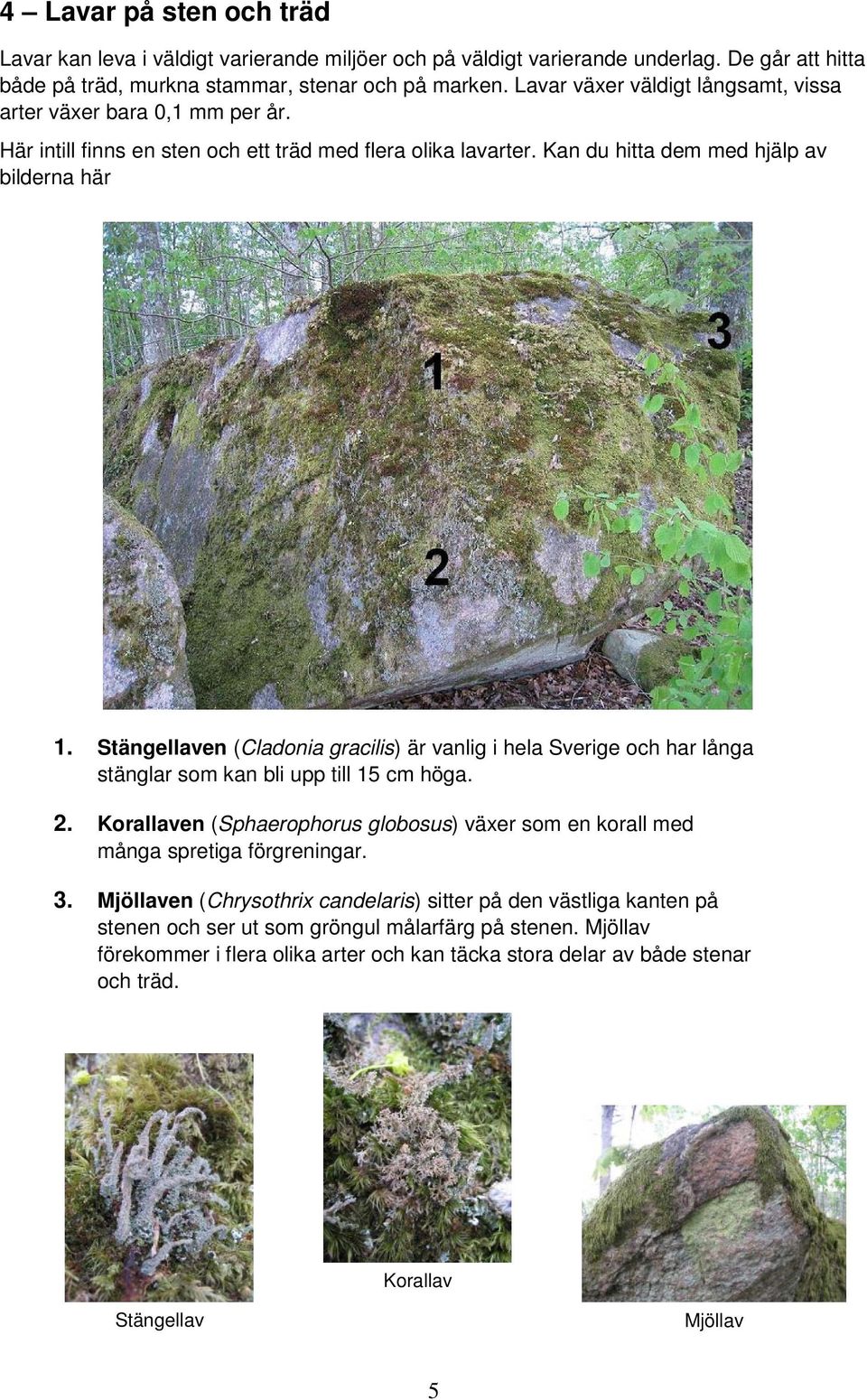 Stängellaven (Cladonia gracilis) är vanlig i hela Sverige och har långa stänglar som kan bli upp till 15 cm höga. 2.