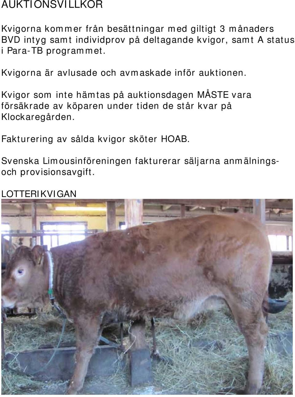 Kvigor som inte hämtas på auktionsdagen MÅSTE vara försäkrade av köparen under tiden de står kvar på