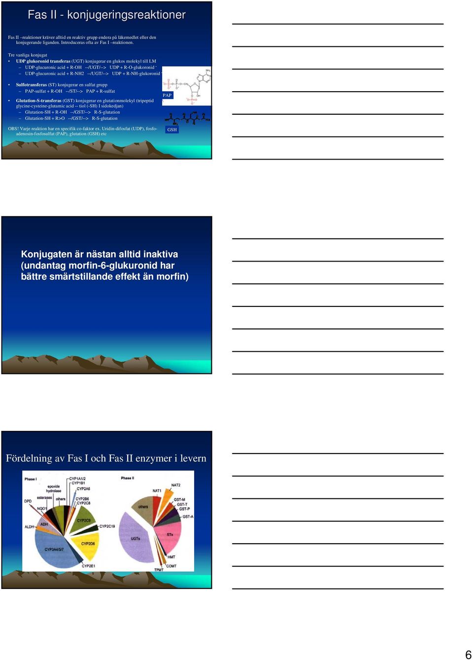 R-H-glukoronid - Sulfotransferas (ST) konjugerar en sulfat grupp PAP-sulfat + R-OH --/ST/--> PAP + R-sulfat Glutation-S-transferas (GST) konjugerar en glutationmolekyl (tripeptid
