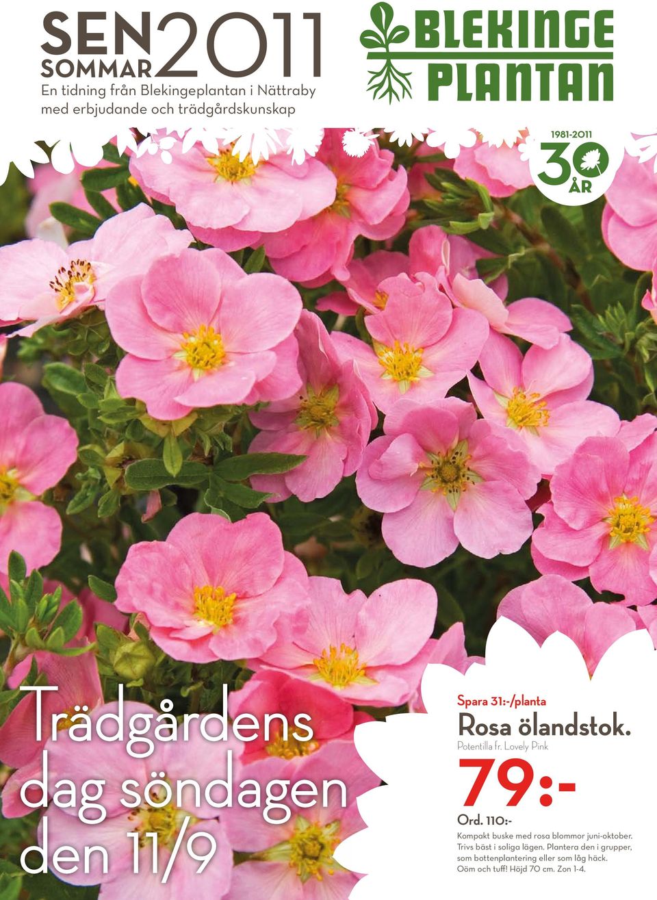 110:- Kompakt buske med rosa blommor juni-oktober. Trivs bäst i soliga lägen.