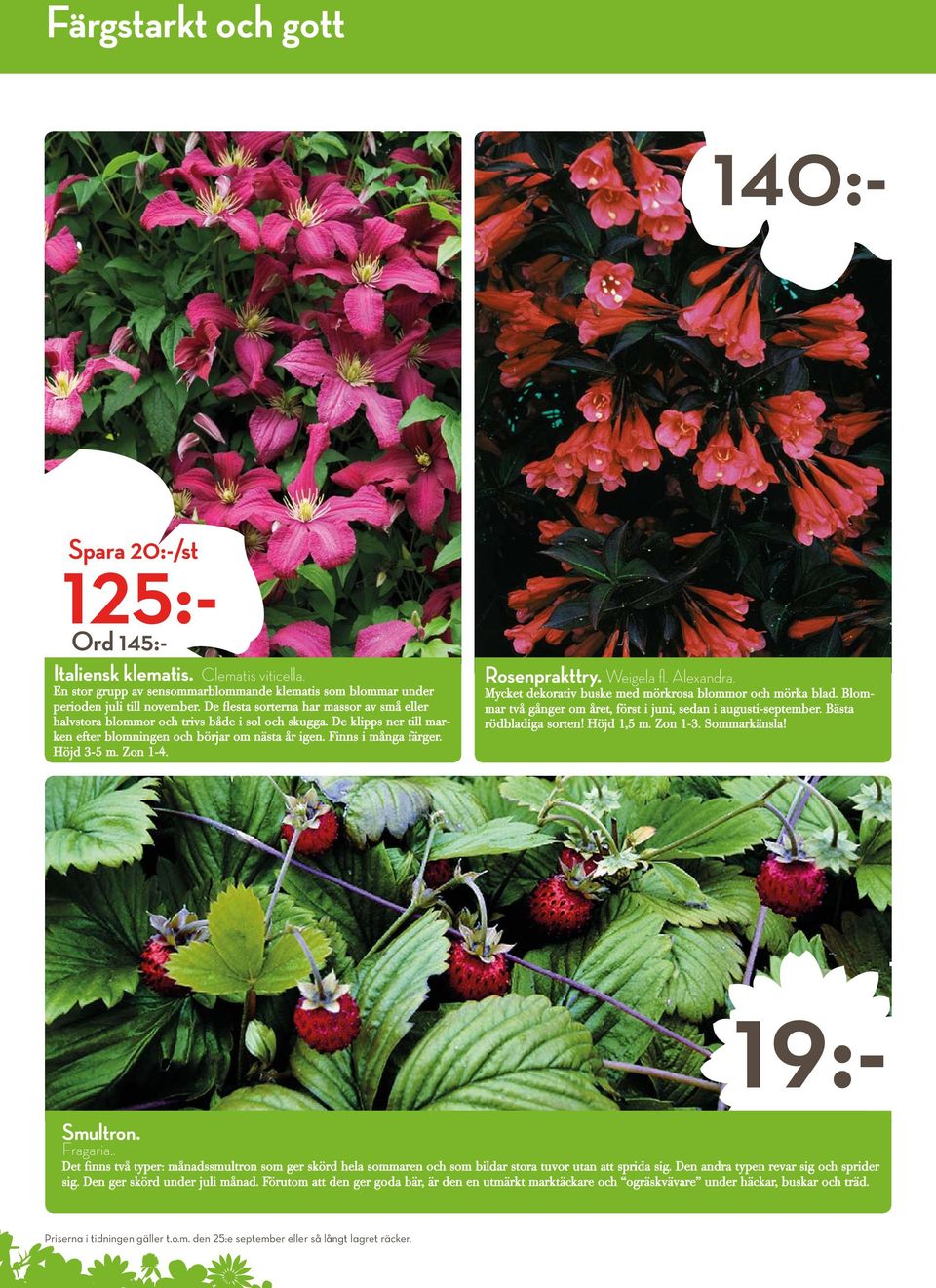 Zon 1-4. Rosenprakttry. Weigela fl. Alexandra. Mycket dekorativ buske med mörkrosa blommor och mörka blad. Blommar två gånger om året, först i juni, sedan i augusti-september. Bästa rödbladiga sorten!