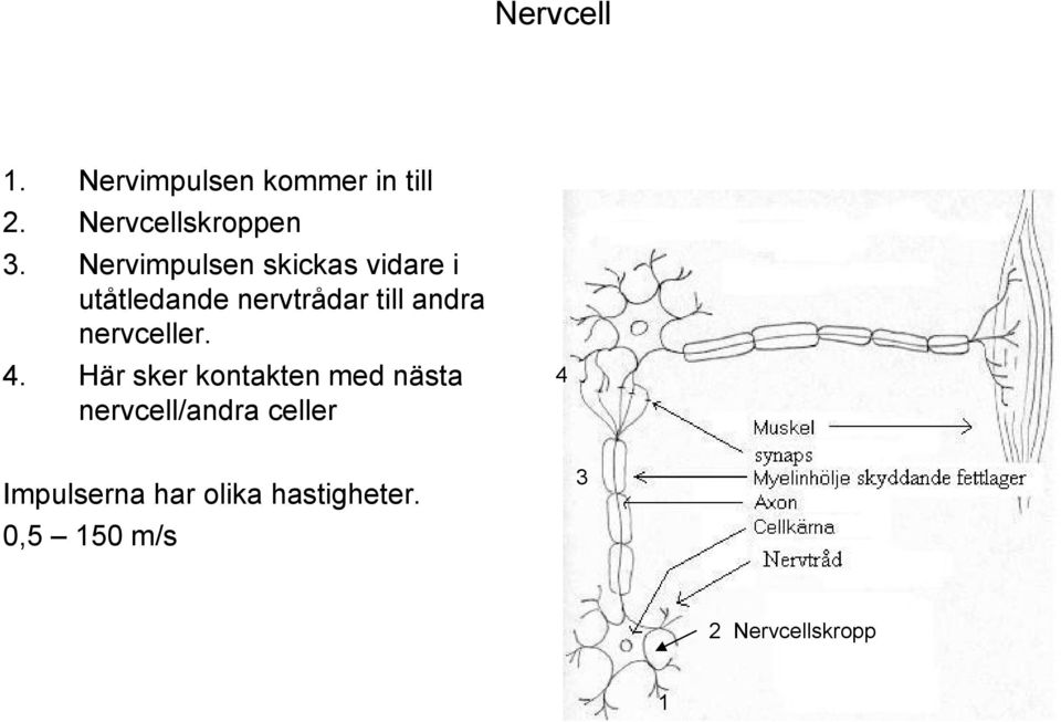 nervceller. 4.