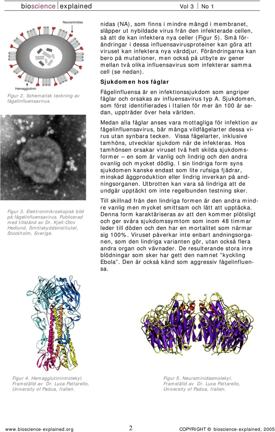 nidas (NA), som finns i mindre mängd i membranet, släpper ut nybildade virus från den infekterade cellen, så att de kan infektera nya celler (Figur 5).