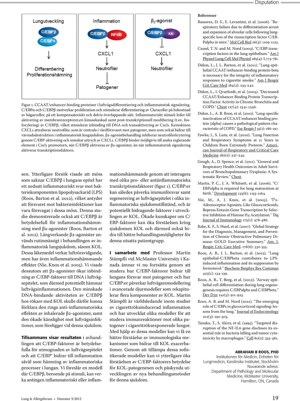 Inflammatoriskt stimuli leder till aktivering av membranreceptorer,en kinasekaskad samt post-transkriptionell modifiering (t.ex.