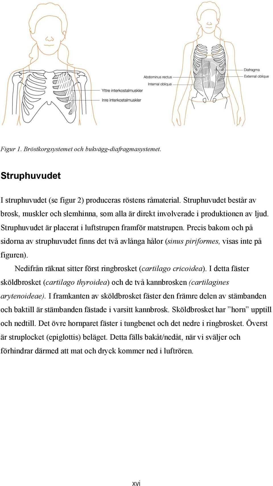 Precis bakom och på sidorna av struphuvudet finns det två avlånga hålor (sinus piriformes, visas inte på figuren). Nedifrån räknat sitter först ringbrosket (cartilago cricoidea).