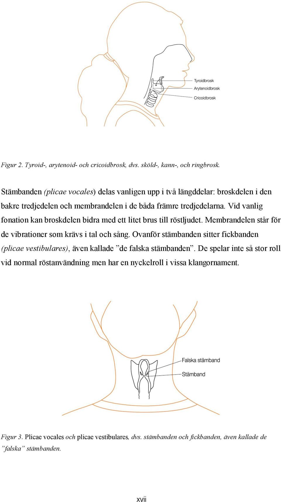 Vid vanlig fonation kan broskdelen bidra med ett litet brus till röstljudet. Membrandelen står för de vibrationer som krävs i tal och sång.