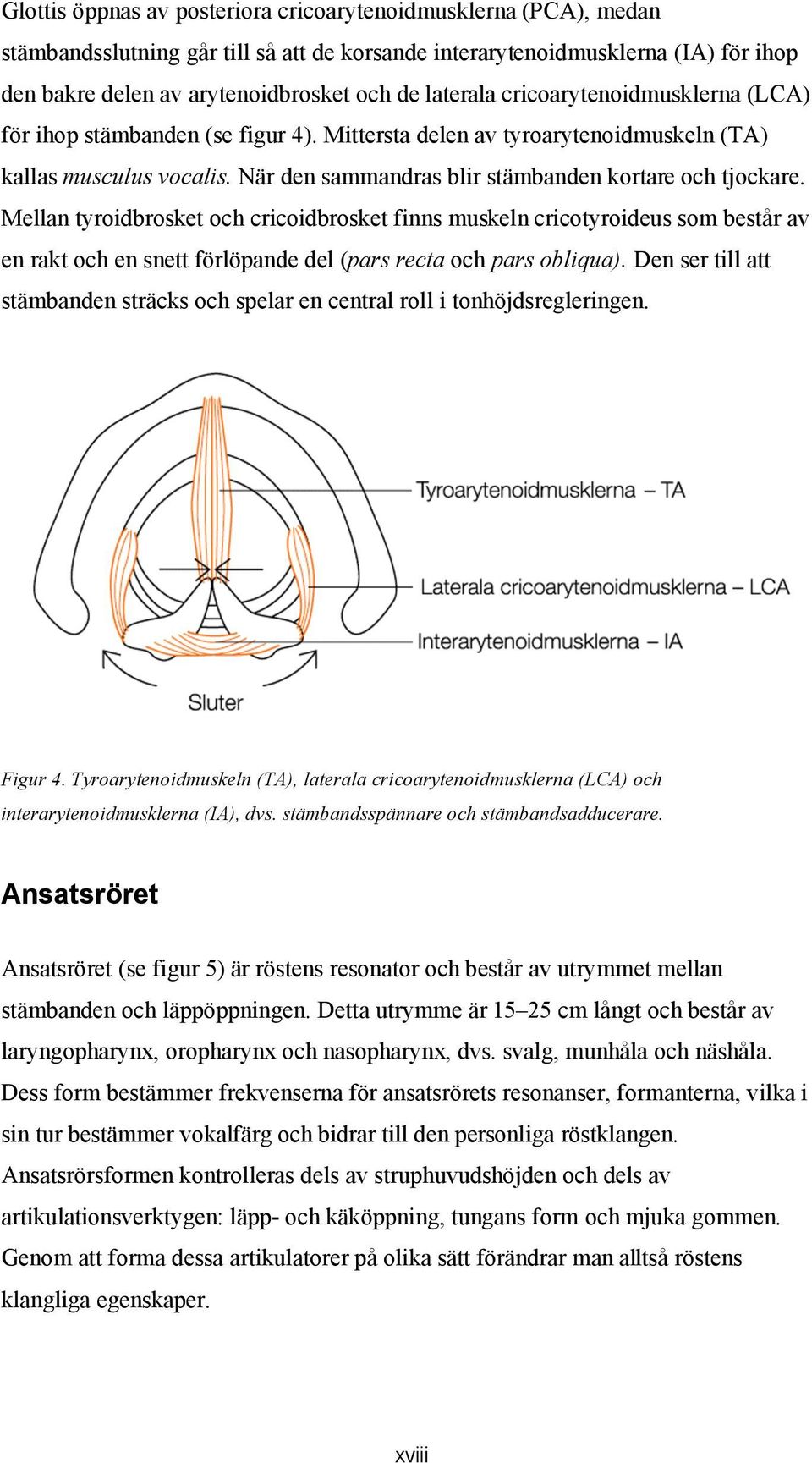 Mellan tyroidbrosket och cricoidbrosket finns muskeln cricotyroideus som består av en rakt och en snett förlöpande del (pars recta och pars obliqua).