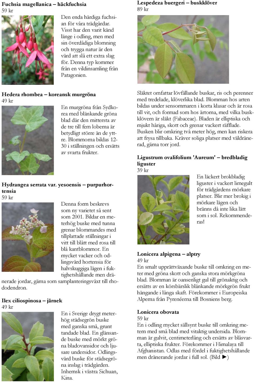 Lespedeza buergeri buskklöver 89 kr Hedera rhombea koreansk murgröna En murgröna från Sydkorea med blänkande gröna blad där den mittersta av de tre till fem loberna är betydligt större än de yttre.