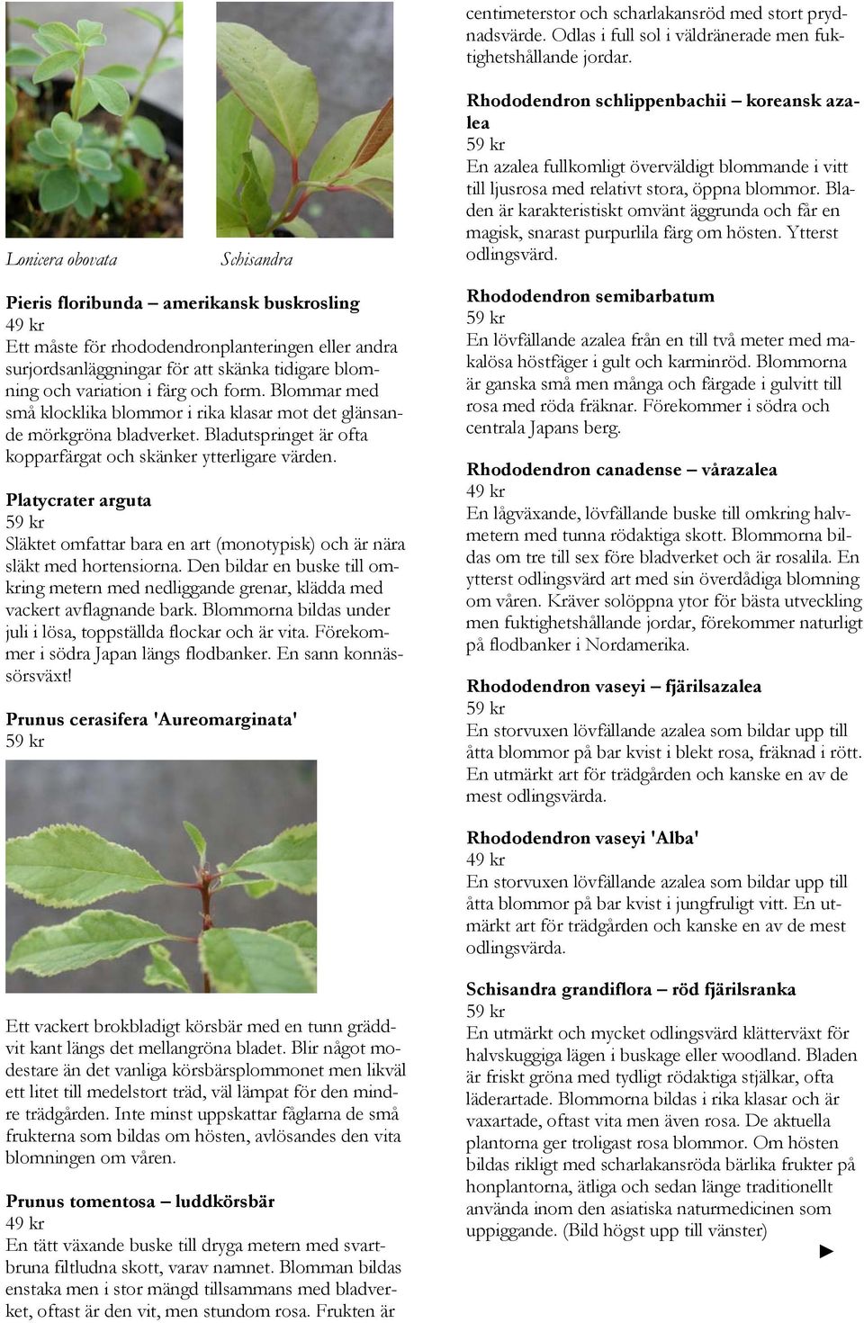 att skänka tidigare blomning och variation i färg och form. Blommar med små klocklika blommor i rika klasar mot det glänsande mörkgröna bladverket.