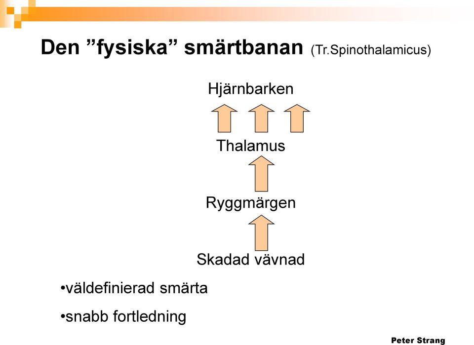 Thalamus Ryggmärgen Skadad