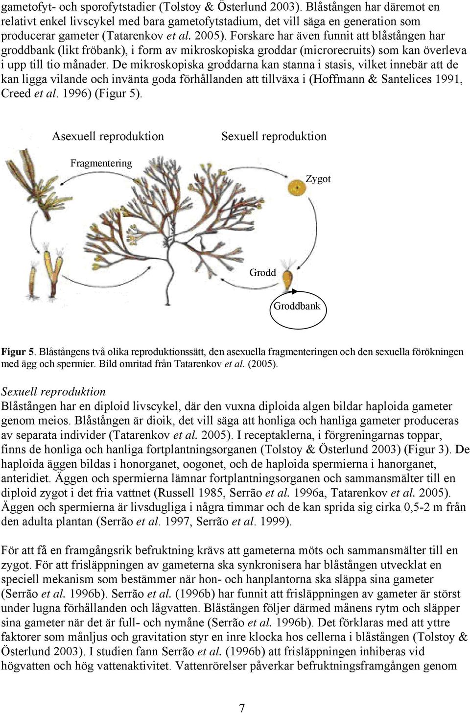 Forskare har även funnit att blåstången har groddbank (likt fröbank), i form av mikroskopiska groddar (microrecruits) som kan överleva i upp till tio månader.