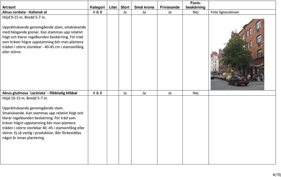 För träd som kräver högre uppstamning bör man plantera träden i större storlekar - 40-45 cm i stamomfång eller större. Alnus glutinosa Laciniata - flikbladig klibbal A & B Ja Ja Ja Nej Höjd 10-15 m.