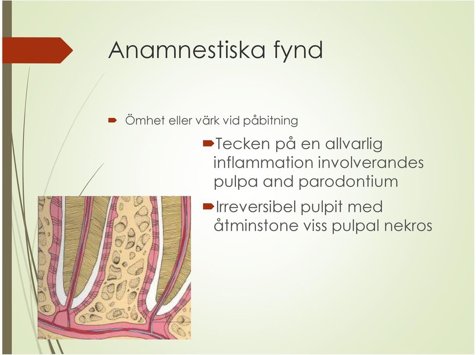 inflammation involverandes pulpa and