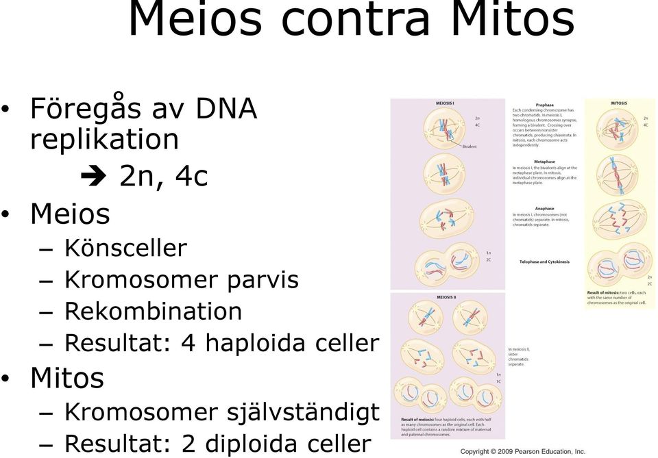 Rekombination Resultat: 4 haploida celler