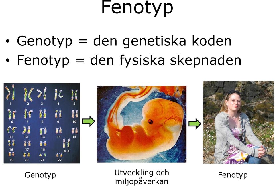 den fysiska skepnaden