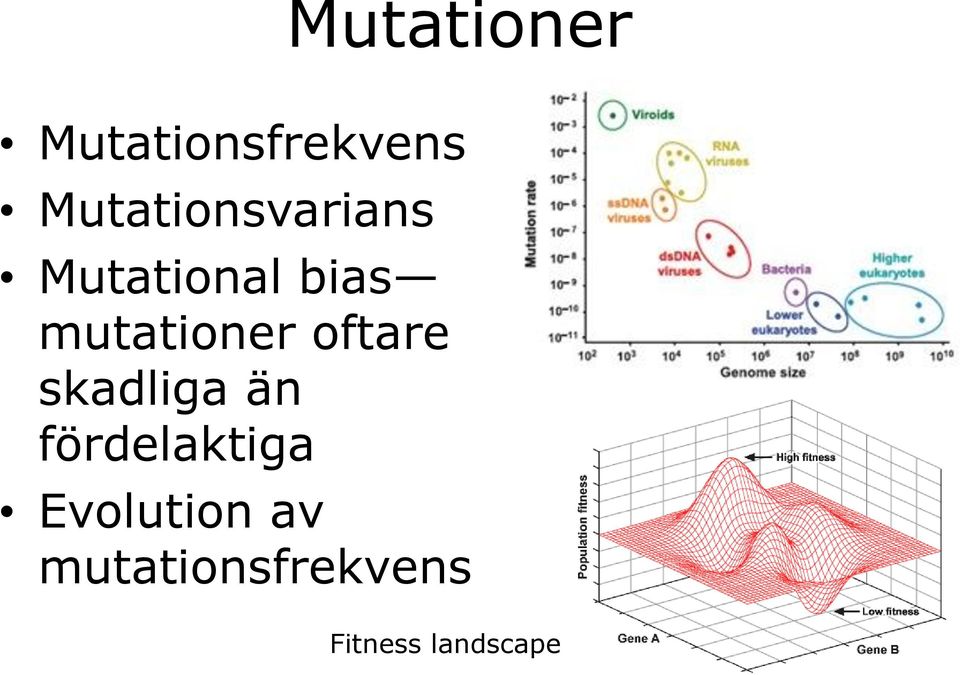 mutationer oftare skadliga än