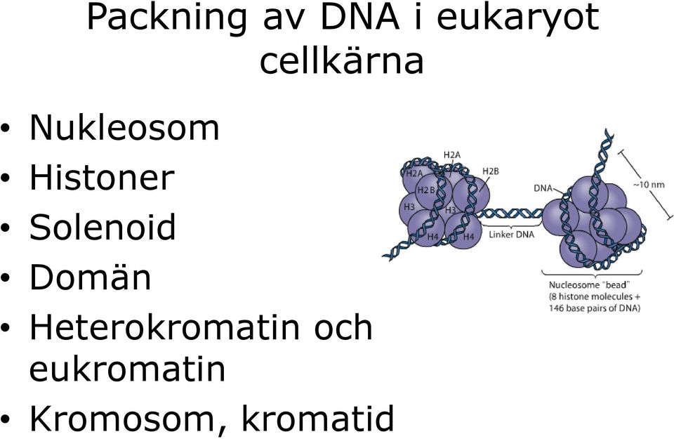 Solenoid Domän Heterokromatin