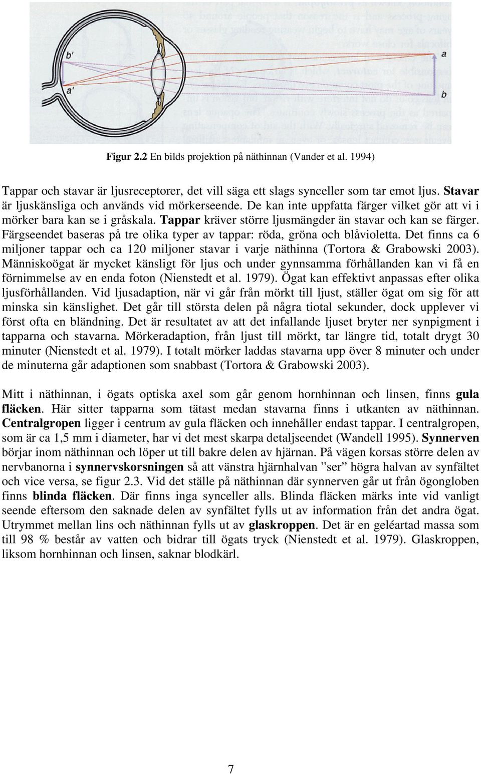 Färgseendet baseras på tre olika typer av tappar: röda, gröna och blåvioletta. Det finns ca 6 miljoner tappar och ca 120 miljoner stavar i varje näthinna (Tortora & Grabowski 2003).