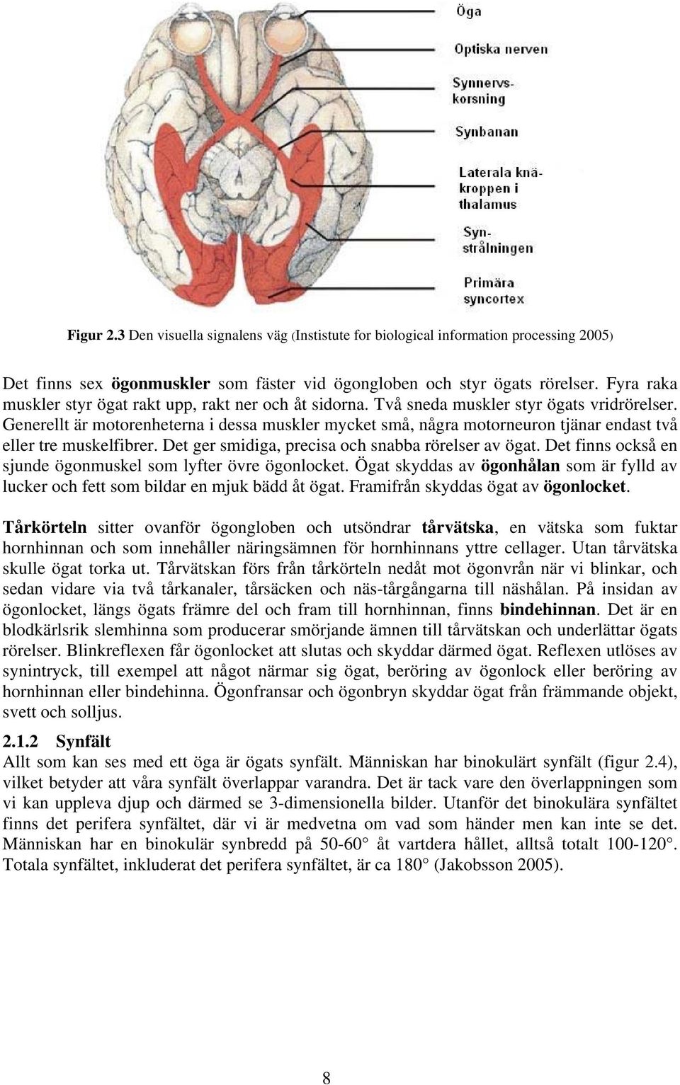 Generellt är motorenheterna i dessa muskler mycket små, några motorneuron tjänar endast två eller tre muskelfibrer. Det ger smidiga, precisa och snabba rörelser av ögat.