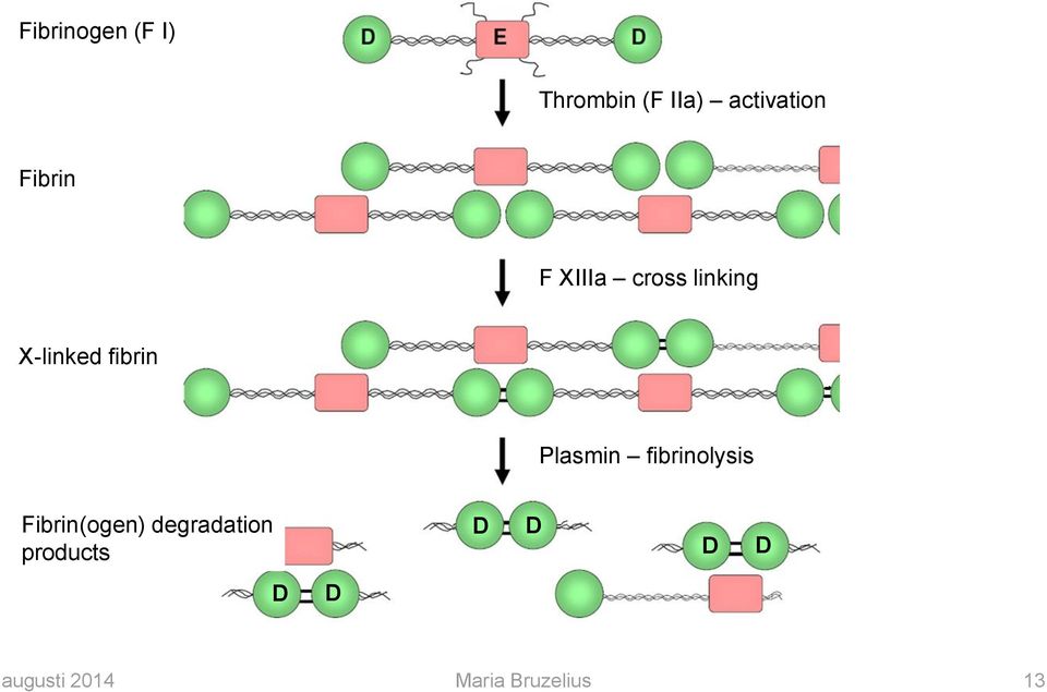 Plasmin fibrinolysis Fibrin(ogen) degradation