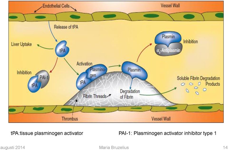 Plasminogen activator