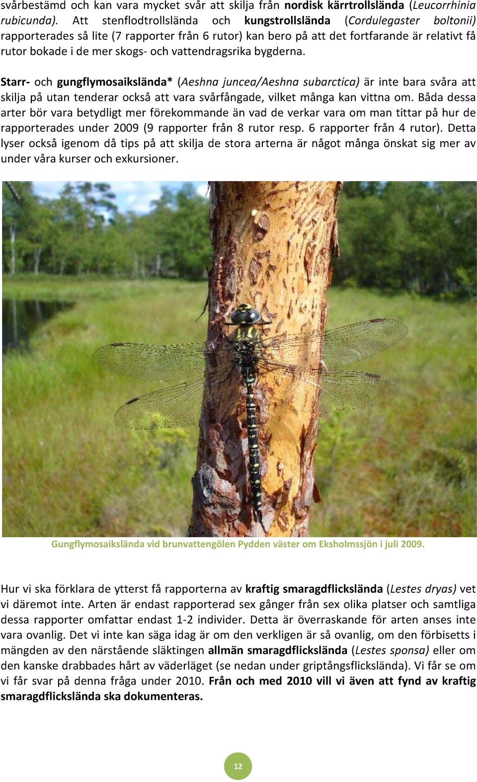 vattendragsrika bygderna. Starr- och gungflymosaikslända* (Aeshna juncea/aeshna subarctica) är inte bara svåra att skilja på utan tenderar också att vara svårfångade, vilket många kan vittna om.