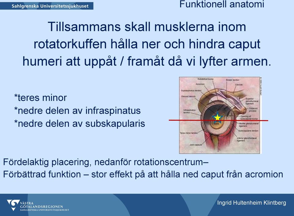 *teres minor *nedre delen av infraspinatus *nedre delen av subskapularis