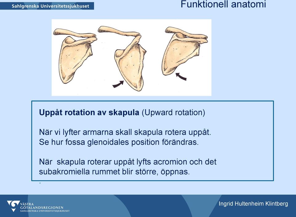 Se hur fossa glenoidales position förändras.