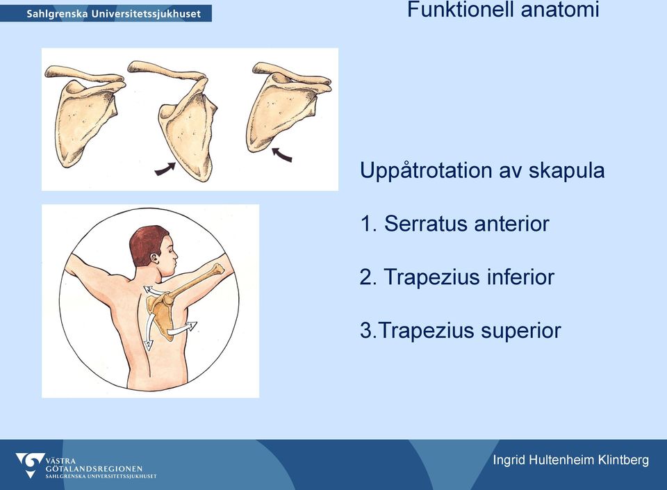 Serratus anterior 2.