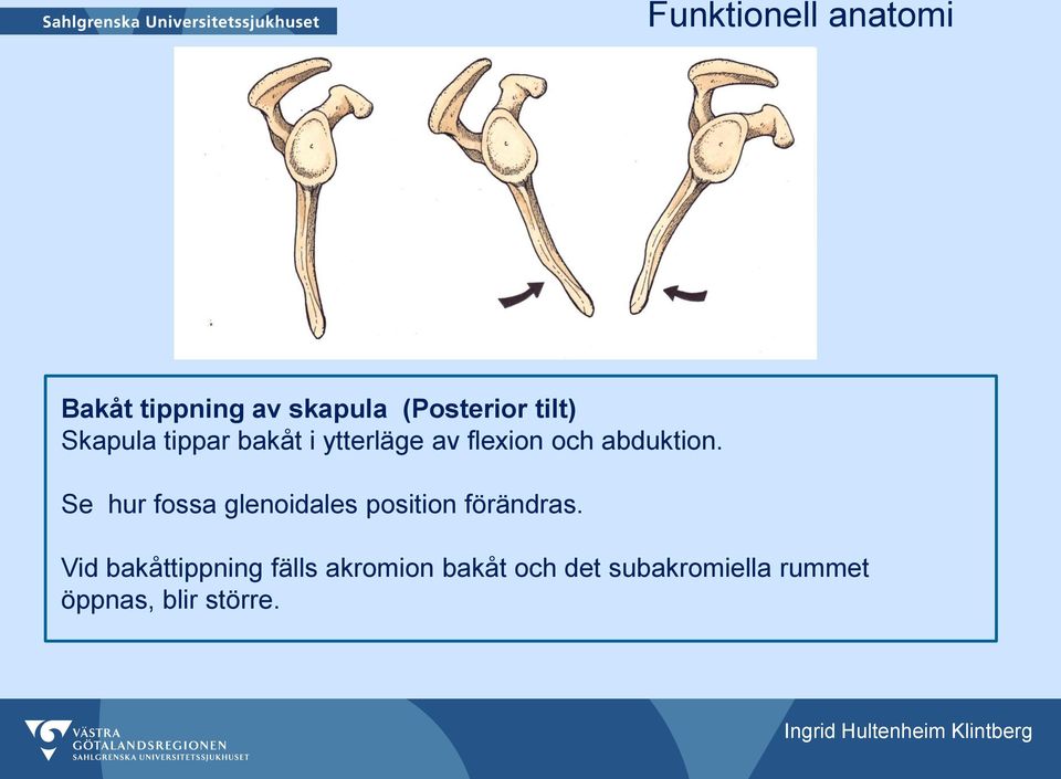 Se hur fossa glenoidales position förändras.