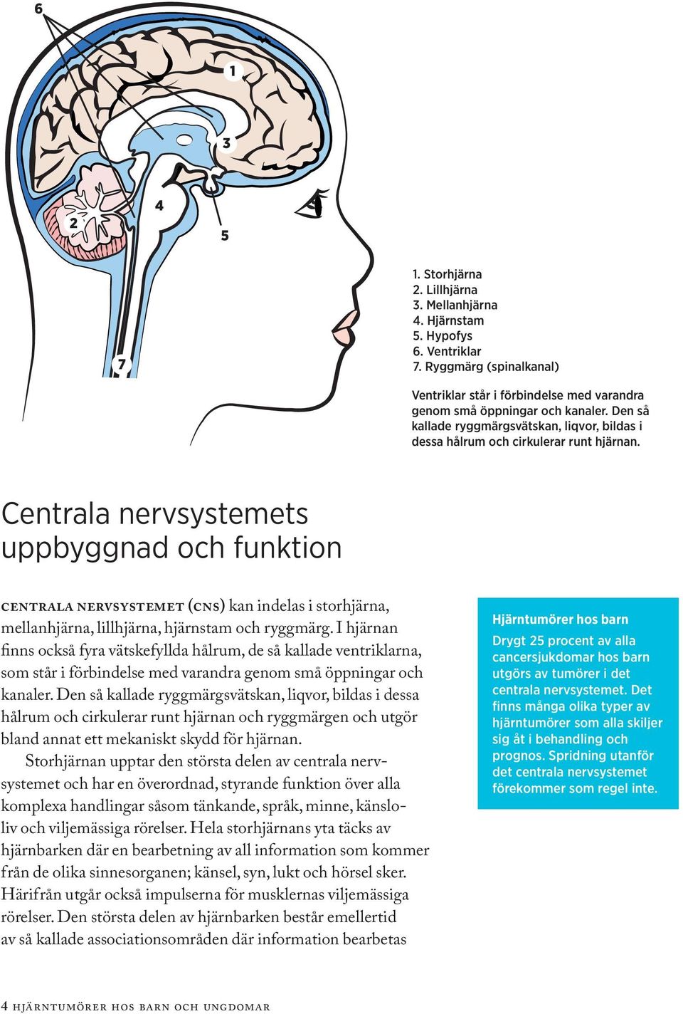 Centrala nervsystemets uppbyggnad och funktion centrala nervsystemet (cns) kan indelas i storhjärna, mellanhjärna, lillhjärna, hjärnstam och ryggmärg.