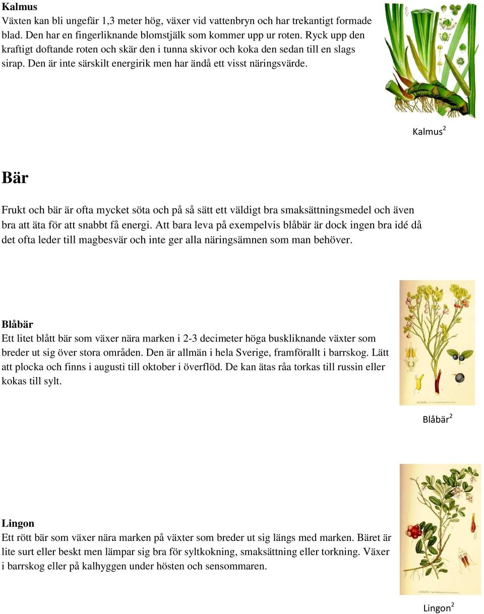 Kalmus 2 Bär Frukt och bär är ofta mycket söta och på så sätt ett väldigt bra smaksättningsmedel och även bra att äta för att snabbt få energi.