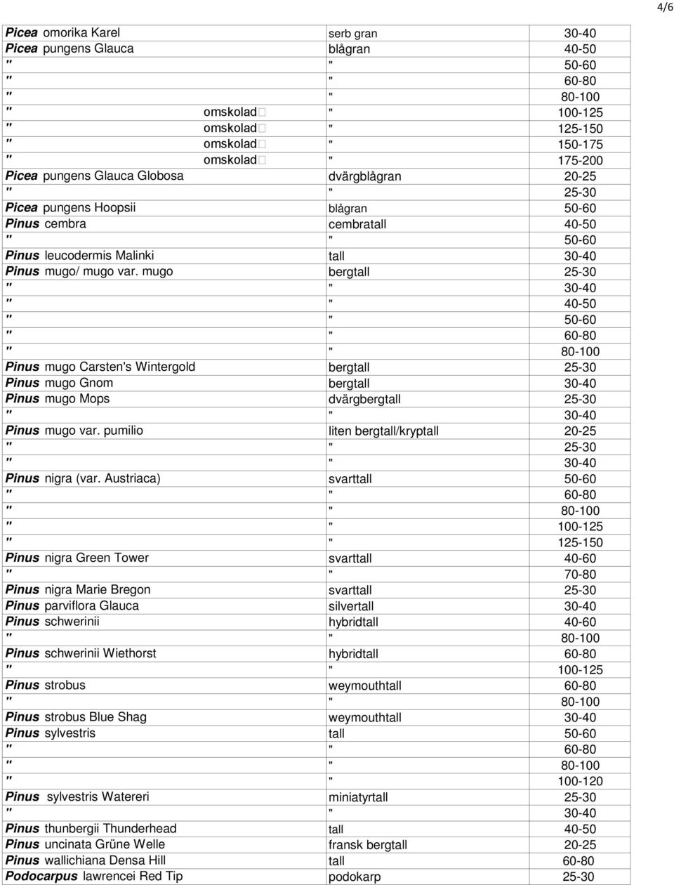 mugo bergtall 25-30 Pinus mugo Carsten's Wintergold bergtall 25-30 Pinus mugo Gnom bergtall 30-40 Pinus mugo Mops dvärgbergtall 25-30 Pinus mugo var.