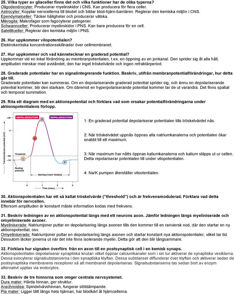 Mikrogila: Makrofager som fagocyterar patogener. Schwannceller: Producerar myelinskidor i PNS. Kan bara producera för en cell. Satellitceller: Reglerar den kemiska miljön i PNS. 26.