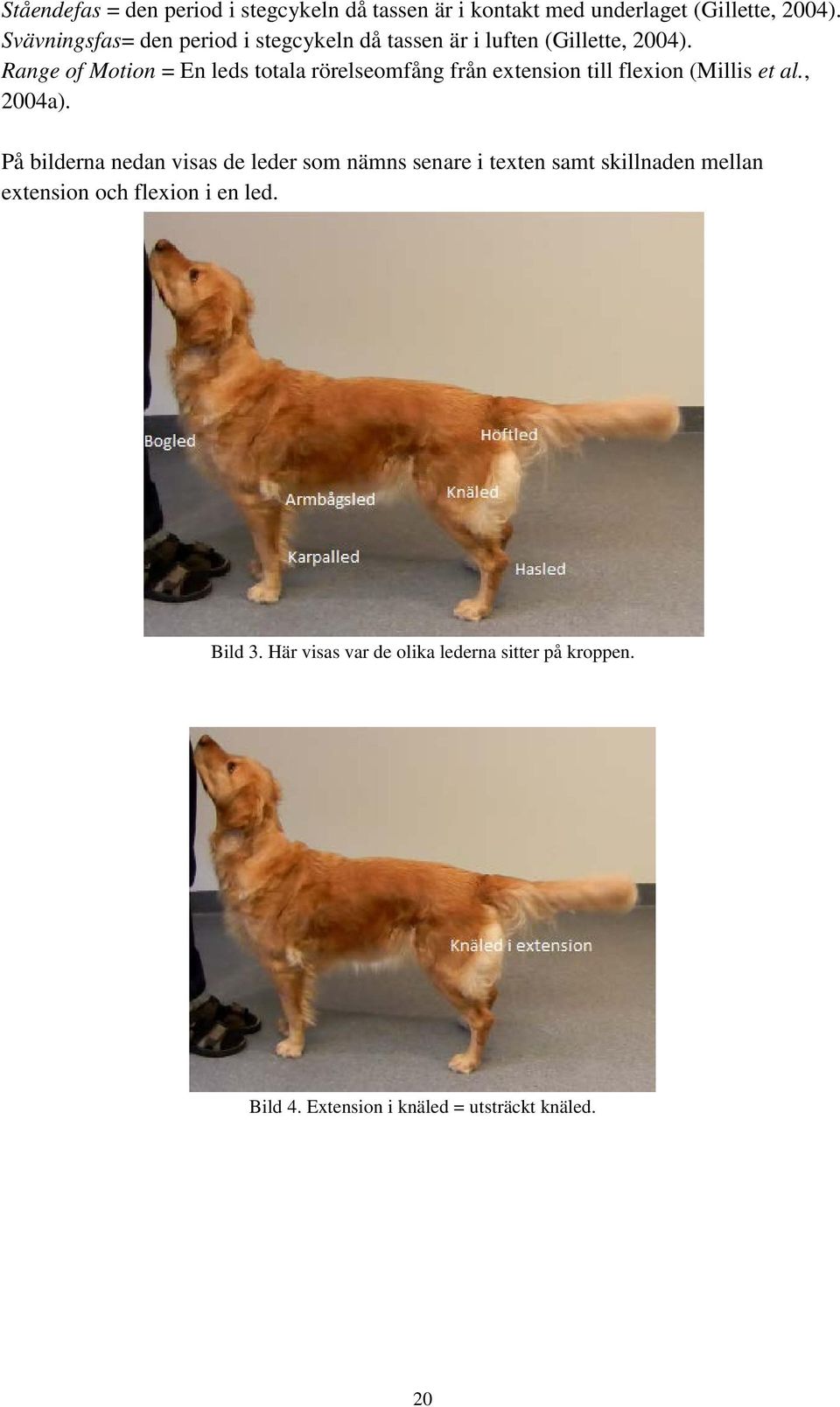 Range of Motion = En leds totala rörelseomfång från extension till flexion (Millis et al., 2004a).