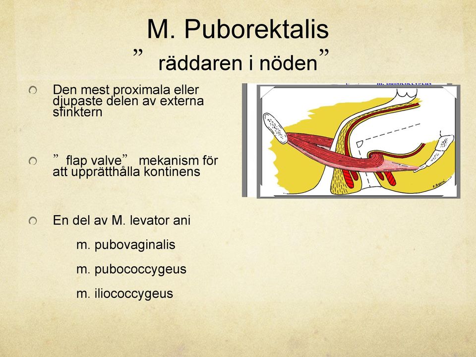 Puborektalis räddaren i nöden flap valve mekanism för