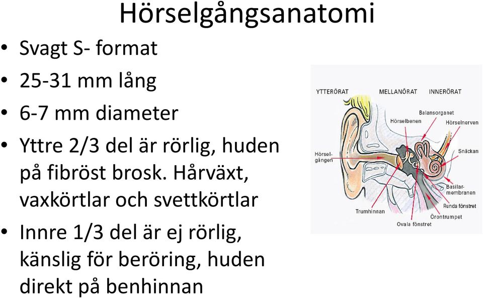 Hårväxt, vaxkörtlar och svettkörtlar Innre 1/3 del är ej