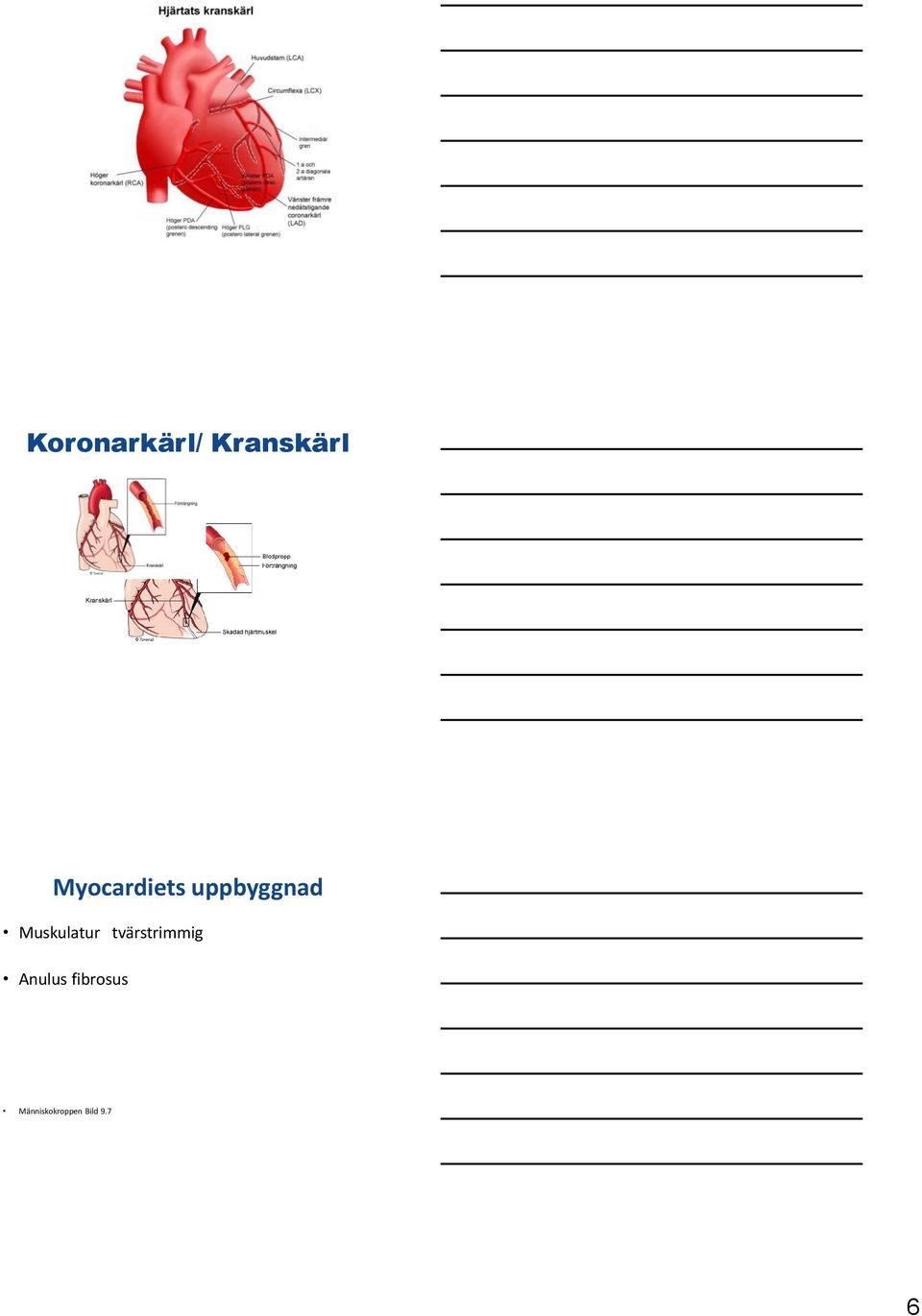 Muskulatur tvärstrimmig