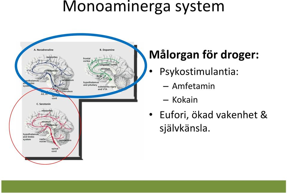 Psykostimulantia: Amfetamin