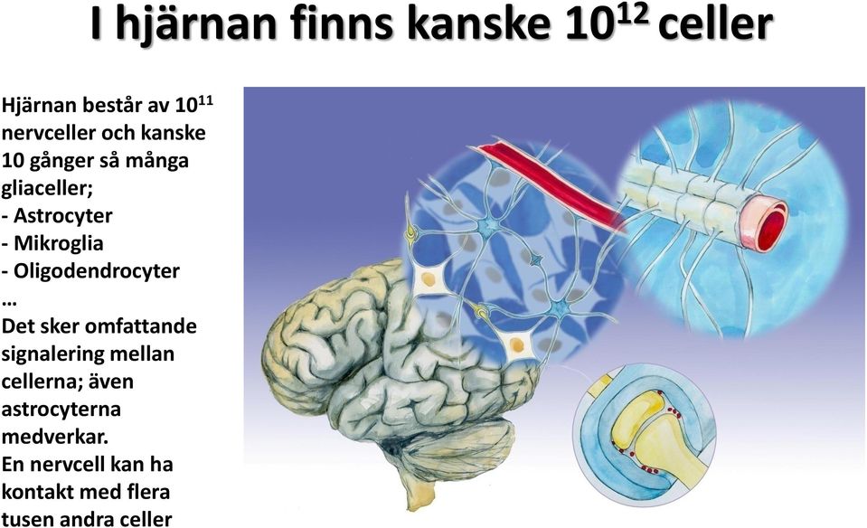 Oligodendrocyter Det sker omfattande signalering mellan cellerna; även