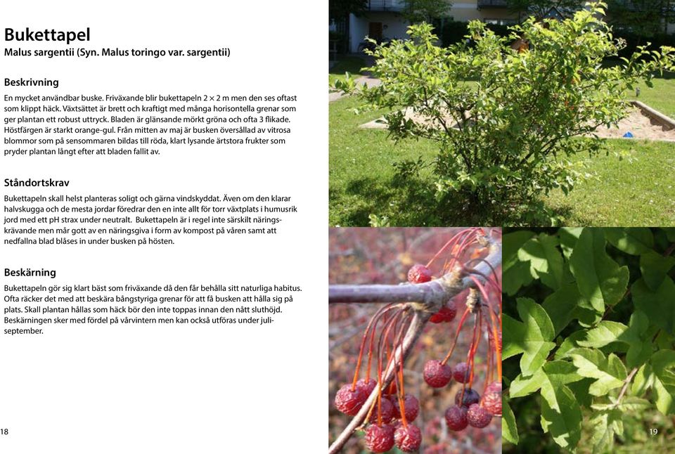 Från mitten av maj är busken översållad av vitrosa blommor som på sensommaren bildas till röda, klart lysande ärtstora frukter som pryder plantan långt efter att bladen fallit av.