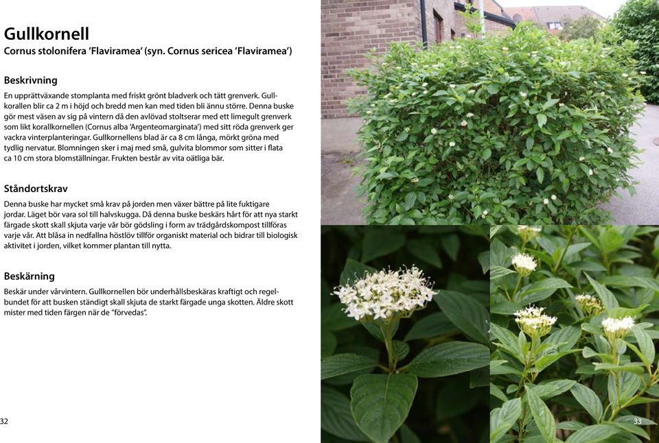 Denna buske gör mest väsen av sig på vintern då den avlövad stoltserar med ett limegult grenverk som likt korallkornellen (Cornus alba Argenteomarginata ) med sitt röda grenverk ger vackra