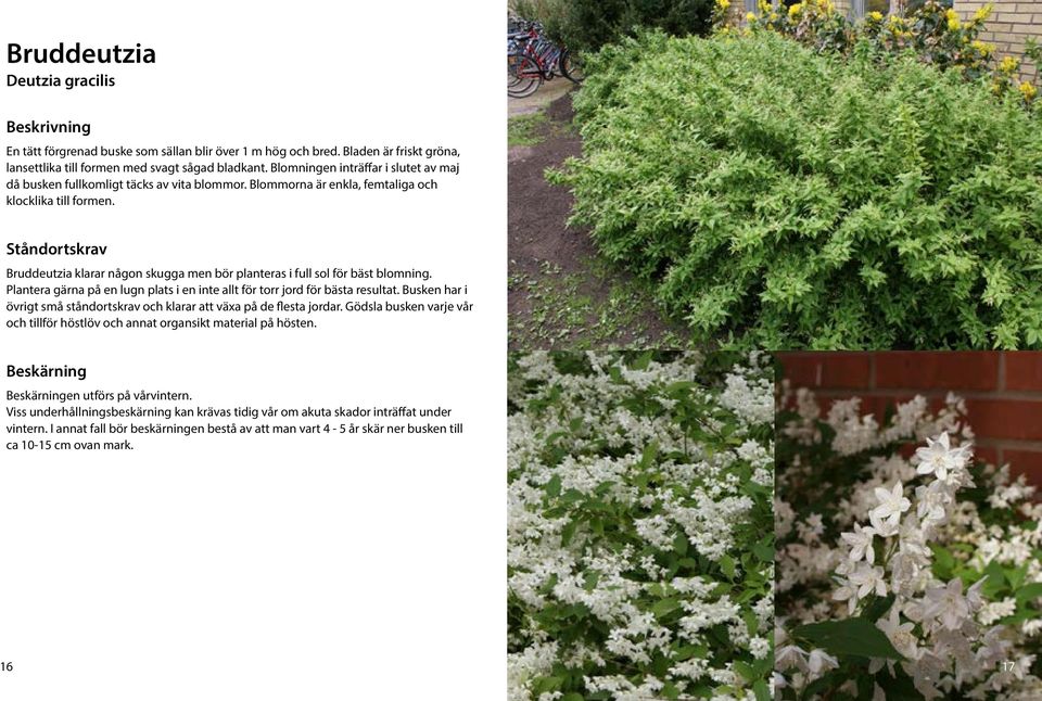 Bruddeutzia klarar någon skugga men bör planteras i full sol för bäst blomning. Plantera gärna på en lugn plats i en inte allt för torr jord för bästa resultat.