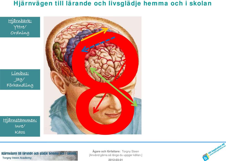 Hjärnbark: Yttre/ Ordning Limbus: