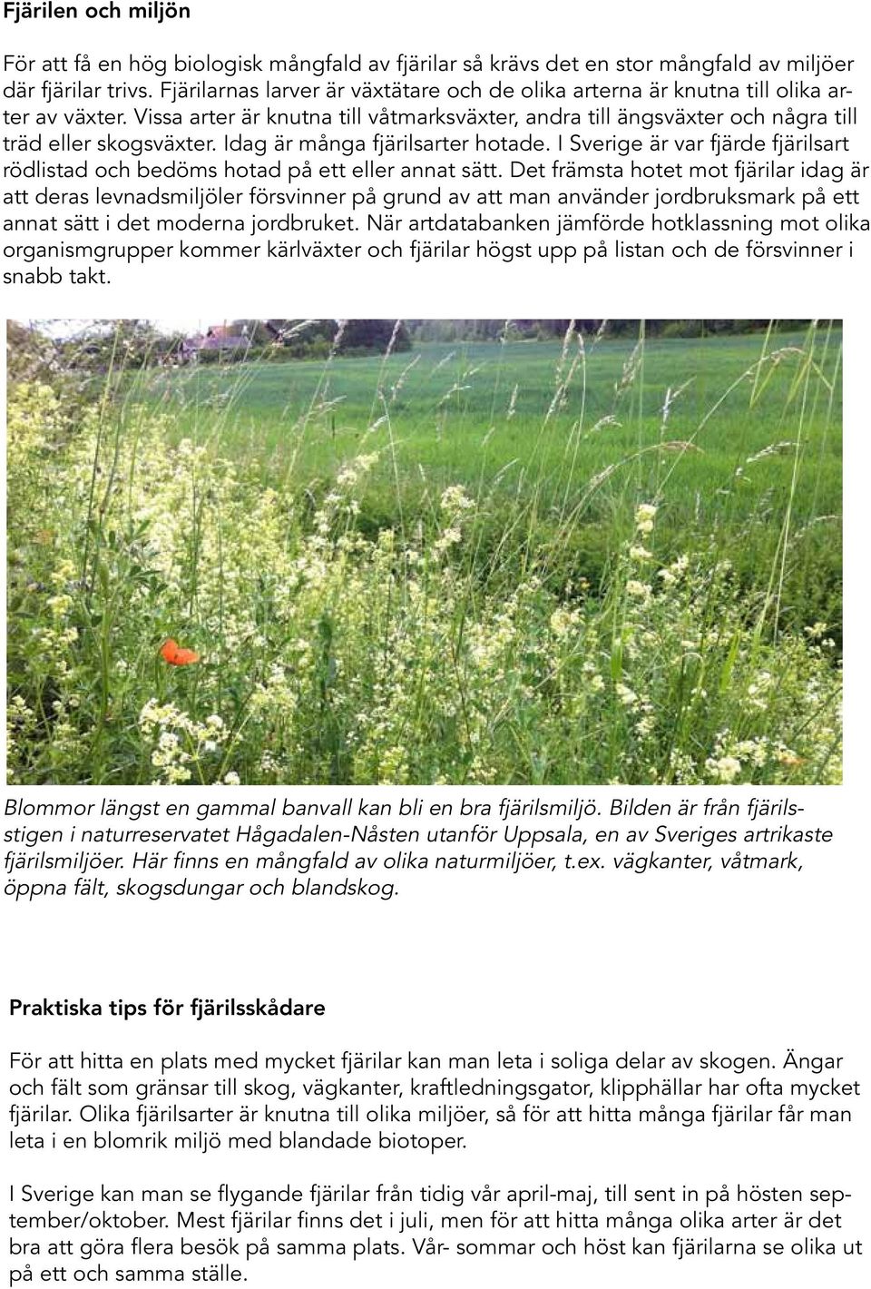 Idag är många fjärilsarter hotade. I Sverige är var fjärde fjärilsart rödlistad och bedöms hotad på ett eller annat sätt.